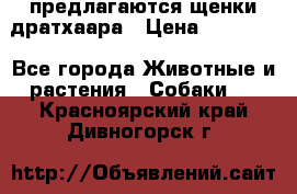 предлагаются щенки дратхаара › Цена ­ 20 000 - Все города Животные и растения » Собаки   . Красноярский край,Дивногорск г.